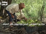 مزارعو الموز في اليمن يواجهون شح المياه وارتفاع أسعار الوقود