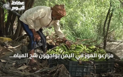 مزارعو الموز في اليمن يواجهون شح المياه وارتفاع أسعار الوقود