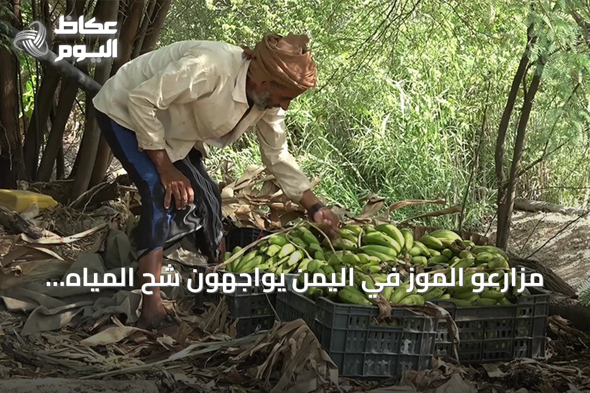 مزارعو الموز في اليمن يواجهون شح المياه وارتفاع أسعار الوقود