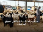 «بيئة مكة» تشدد الرقابة على أسواق الماشية لتعزيز الأمن الغذائي