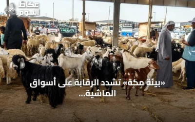 «بيئة مكة» تشدد الرقابة على أسواق الماشية لتعزيز الأمن الغذائي