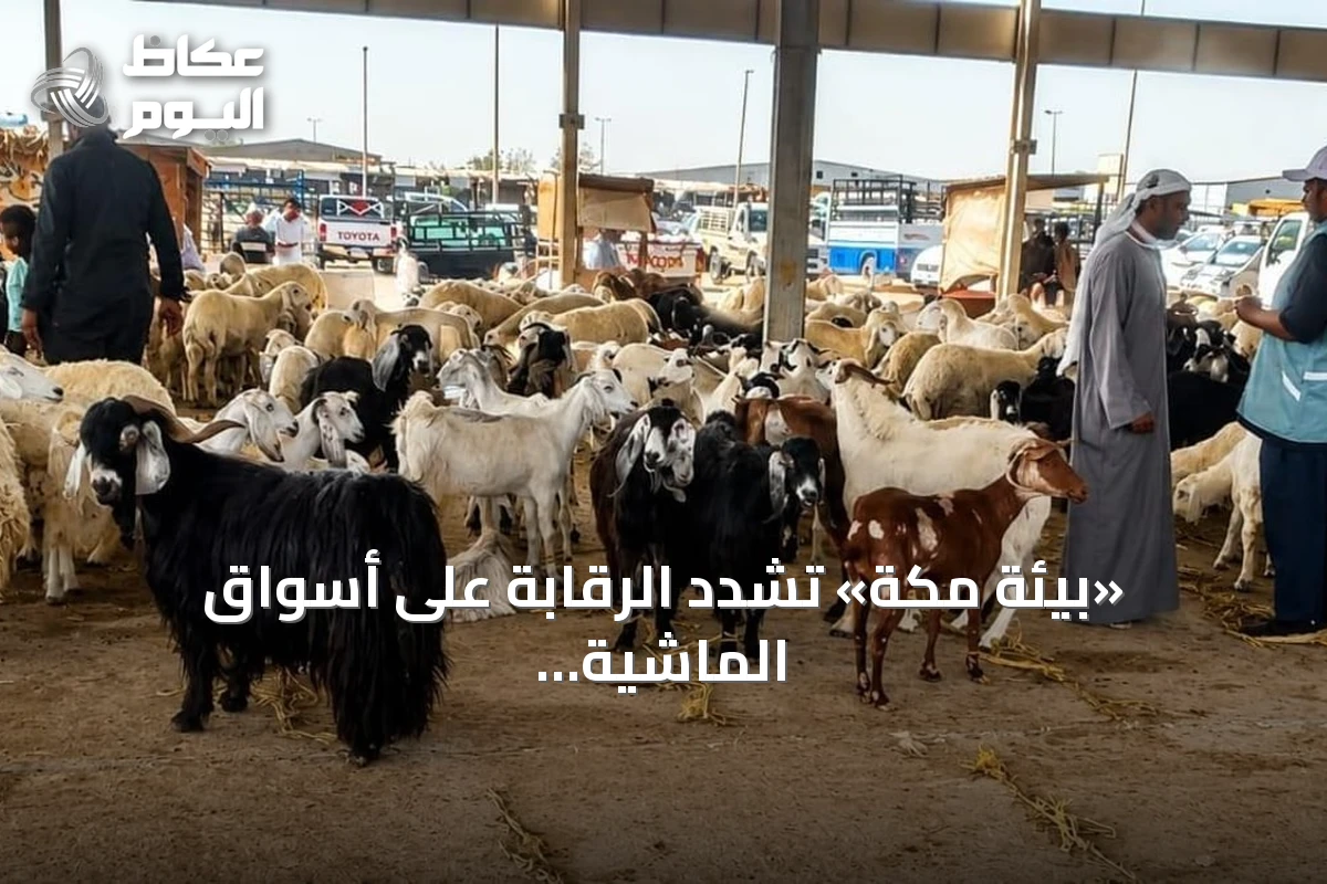 «بيئة مكة» تشدد الرقابة على أسواق الماشية لتعزيز الأمن الغذائي