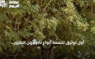 أول توثيق لتسعة أنواع نادرة من الطيور المهاجرة داخل محمية الملك عبدالعزيز الملكية