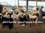 حملة رقابة وتوعية لأسواق الماشية تنطلق من فرع البيئة بالمدينة المنورة
