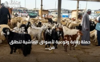 حملة رقابة وتوعية لأسواق الماشية تنطلق من فرع البيئة بالمدينة المنورة