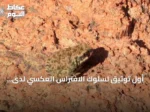 أول توثيق لسلوك الافتراس العكسي لدى العلجوم العربي في محمية الملك سلمان