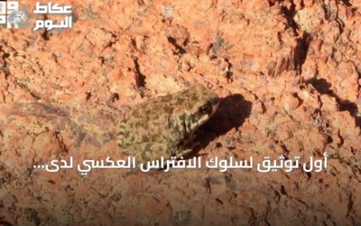 أول توثيق لسلوك الافتراس العكسي لدى العلجوم العربي في محمية الملك سلمان