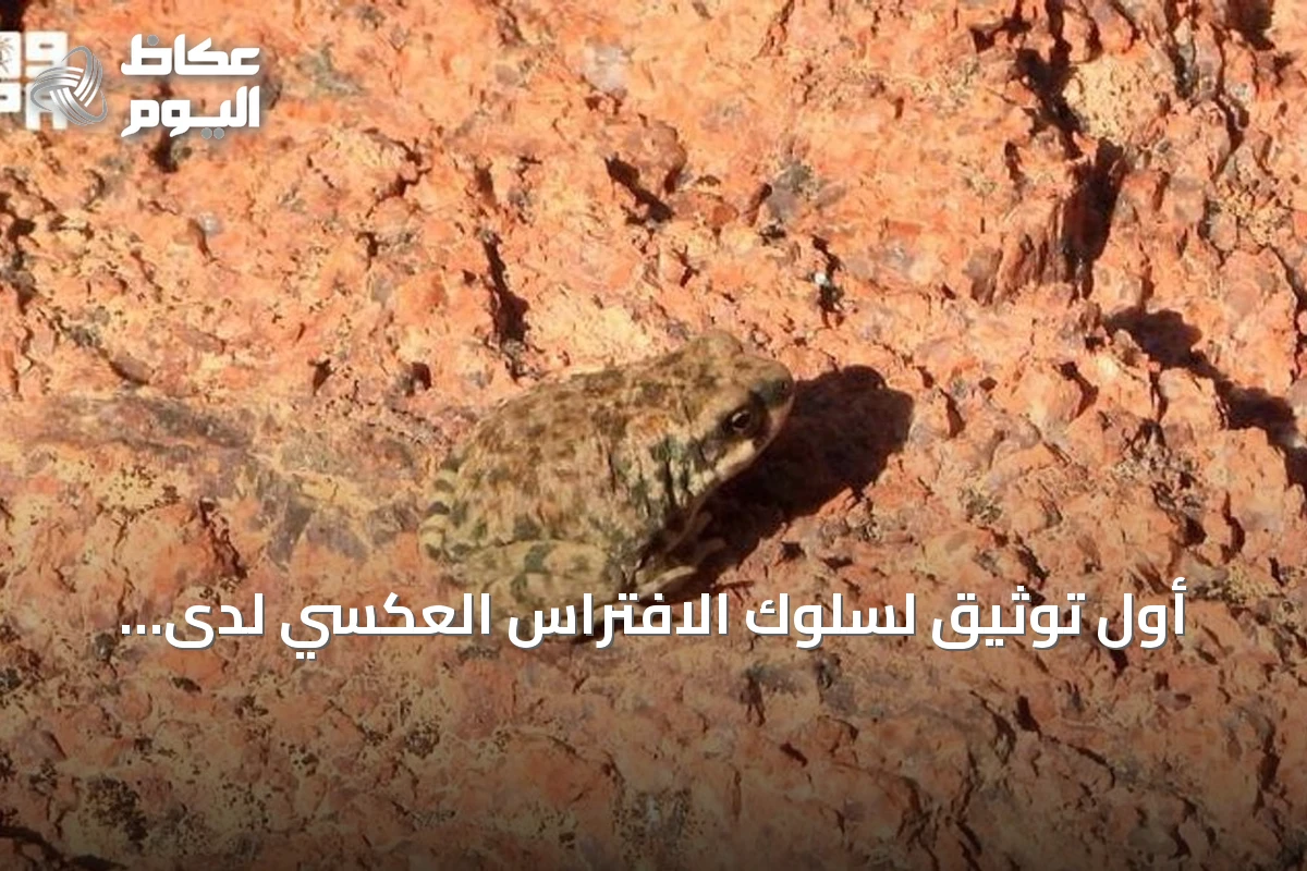 أول توثيق لسلوك الافتراس العكسي لدى العلجوم العربي في محمية الملك سلمان