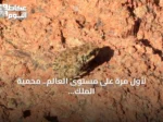 لأول مرة على مستوى العالم.. محمية الملك سلمان توثق سلوكاً نادراً للعلجوم العربي