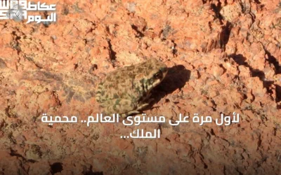 لأول مرة على مستوى العالم.. محمية الملك سلمان توثق سلوكاً نادراً للعلجوم العربي