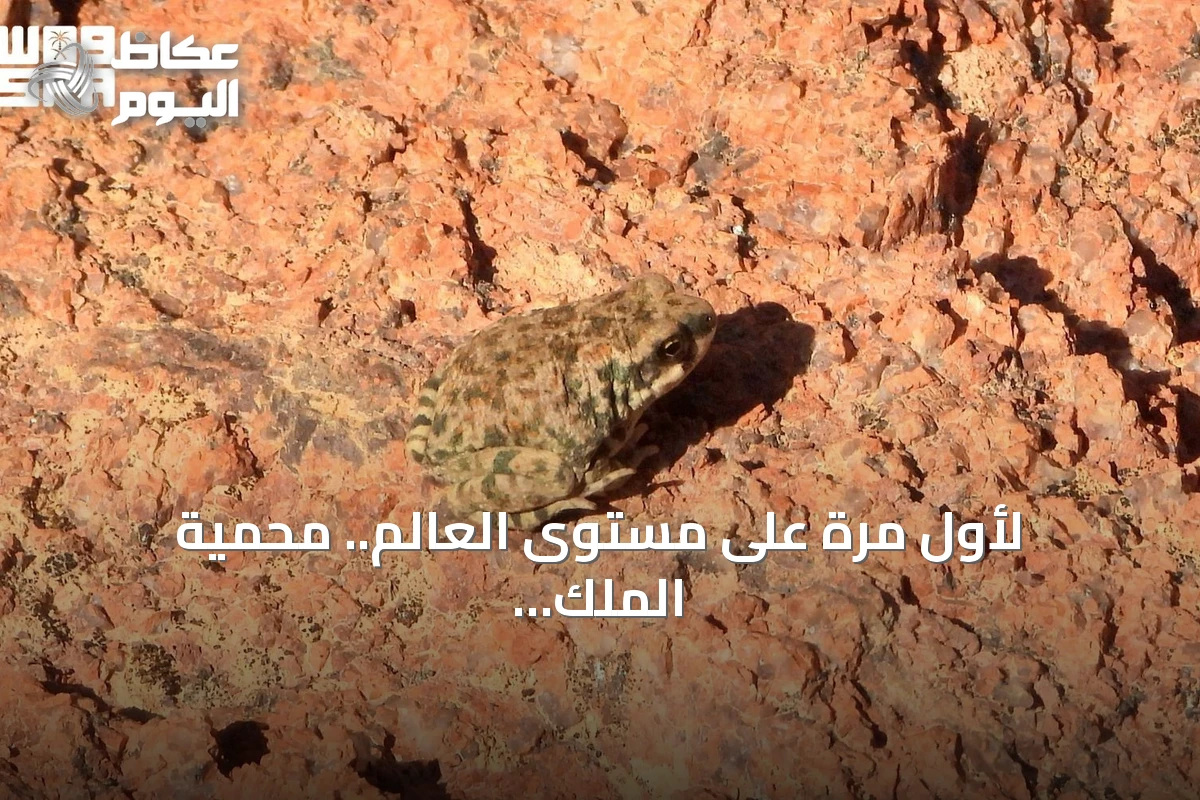 لأول مرة على مستوى العالم.. محمية الملك سلمان توثق سلوكاً نادراً للعلجوم العربي