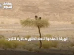 الهيئة الملكية للعُلا تُطلق مبادرة لتتبع نسر الأذون بالشراكة مع كاوست