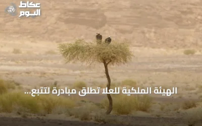 الهيئة الملكية للعُلا تُطلق مبادرة لتتبع نسر الأذون بالشراكة مع كاوست
