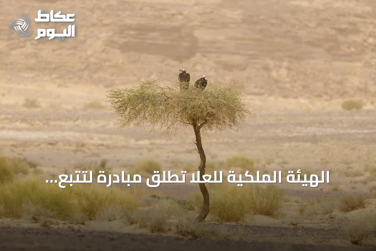 الهيئة الملكية للعُلا تُطلق مبادرة لتتبع نسر الأذون بالشراكة مع كاوست