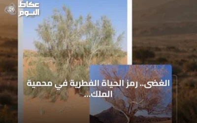 الغضى.. رمز الحياة الفطرية في محمية الملك سلمان