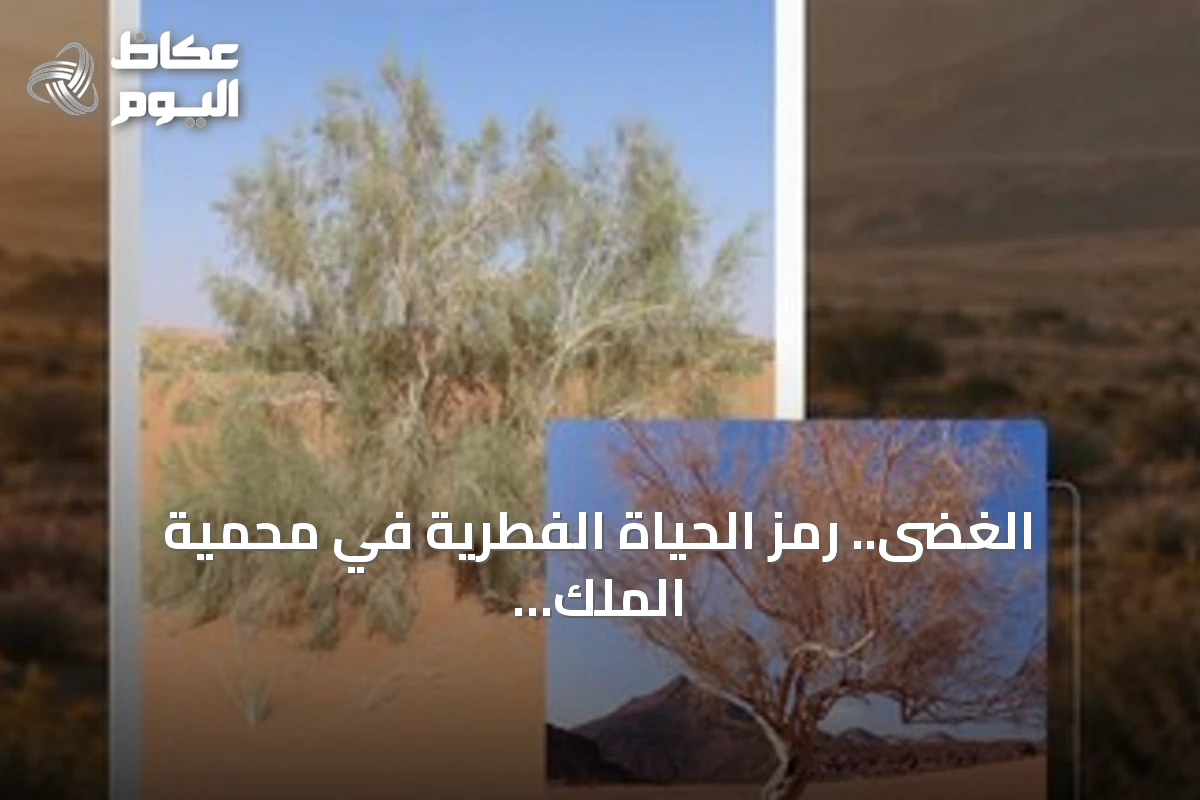 الغضى.. رمز الحياة الفطرية في محمية الملك سلمان