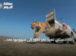 كازاخستان تعيد نمر آمور إلى سهوبها بعد سبعة عقود من الغياب