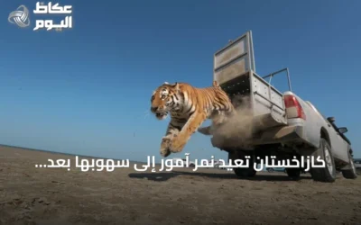 كازاخستان تعيد نمر آمور إلى سهوبها بعد سبعة عقود من الغياب