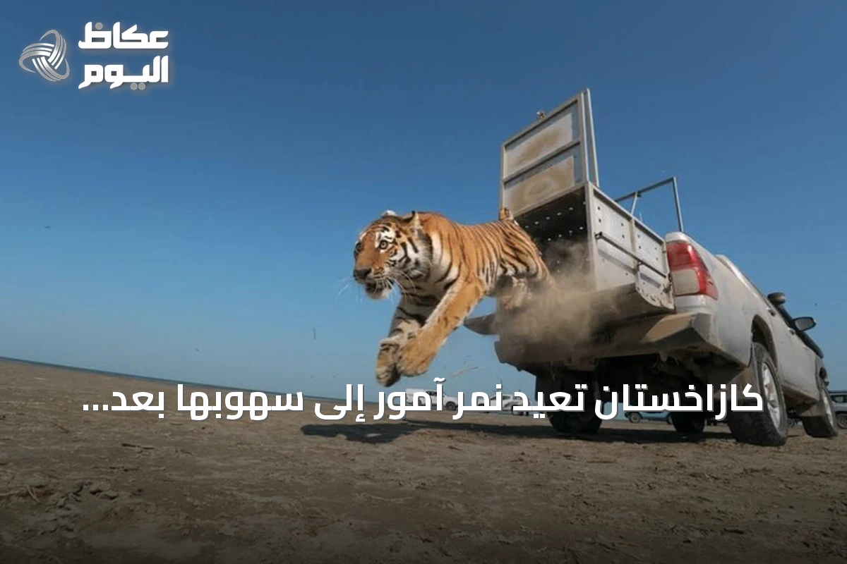 كازاخستان تعيد نمر آمور إلى سهوبها بعد سبعة عقود من الغياب
