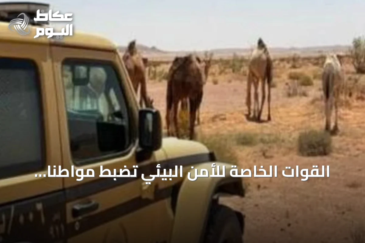 القوات الخاصة للأمن البيئي تضبط مواطنًا رعى إبلاً في مناطق محمية محظورة
