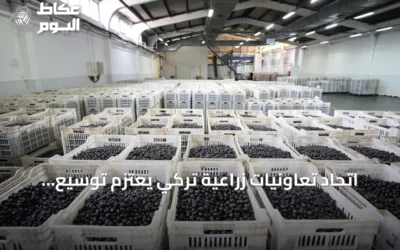 اتحاد تعاونيات زراعية تركي يعتزم توسيع صادرات الزيتون إلى أسواق الشرق الأوسط