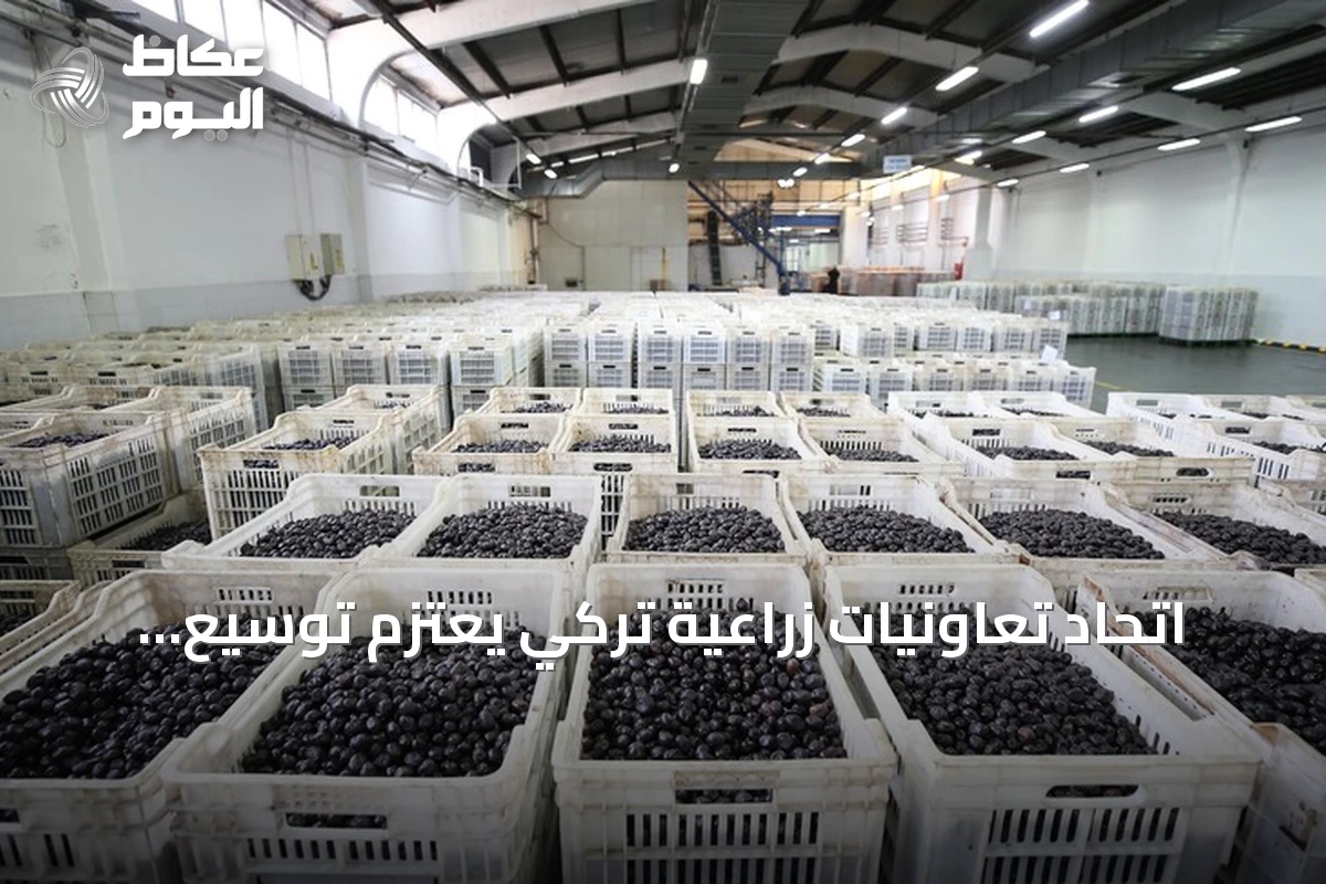 اتحاد تعاونيات زراعية تركي يعتزم توسيع صادرات الزيتون إلى أسواق الشرق الأوسط