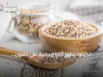 الكينوا تُظهر آثارًا إيجابية على دهون الكبد ومؤشرات الصحة الأيضية
