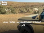 السلطات البيئية تقبض على مواطن بسبب رعي الإبل في منطقة محظورة بالمحمية الملكية