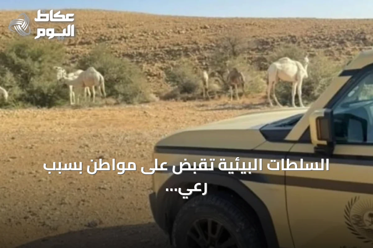 السلطات البيئية تقبض على مواطن بسبب رعي الإبل في منطقة محظورة بالمحمية الملكية
