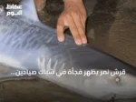 قرش نمر يظهر فجأة في شباك صيادين بماساتشوستس