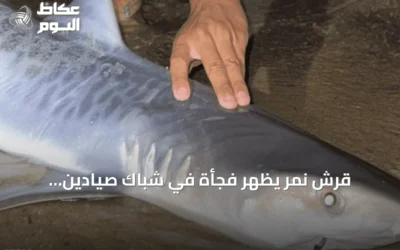 قرش نمر يظهر فجأة في شباك صيادين بماساتشوستس