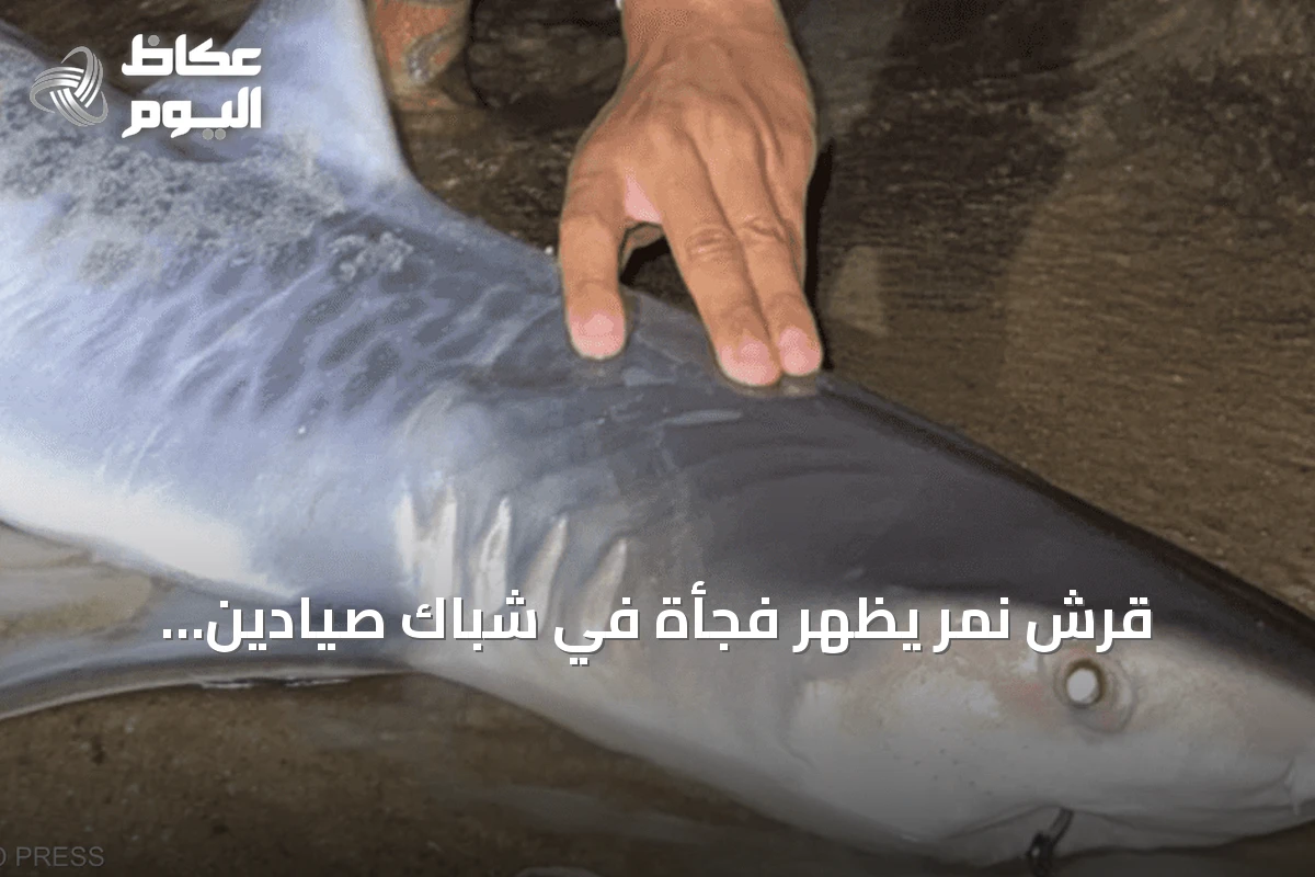 قرش نمر يظهر فجأة في شباك صيادين بماساتشوستس