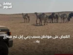 القبض على مواطن بسبب رعي إبل غير مصرح به في محمية الملك عبدالعزيز