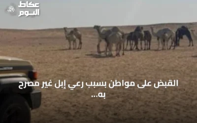 القبض على مواطن بسبب رعي إبل غير مصرح به في محمية الملك عبدالعزيز