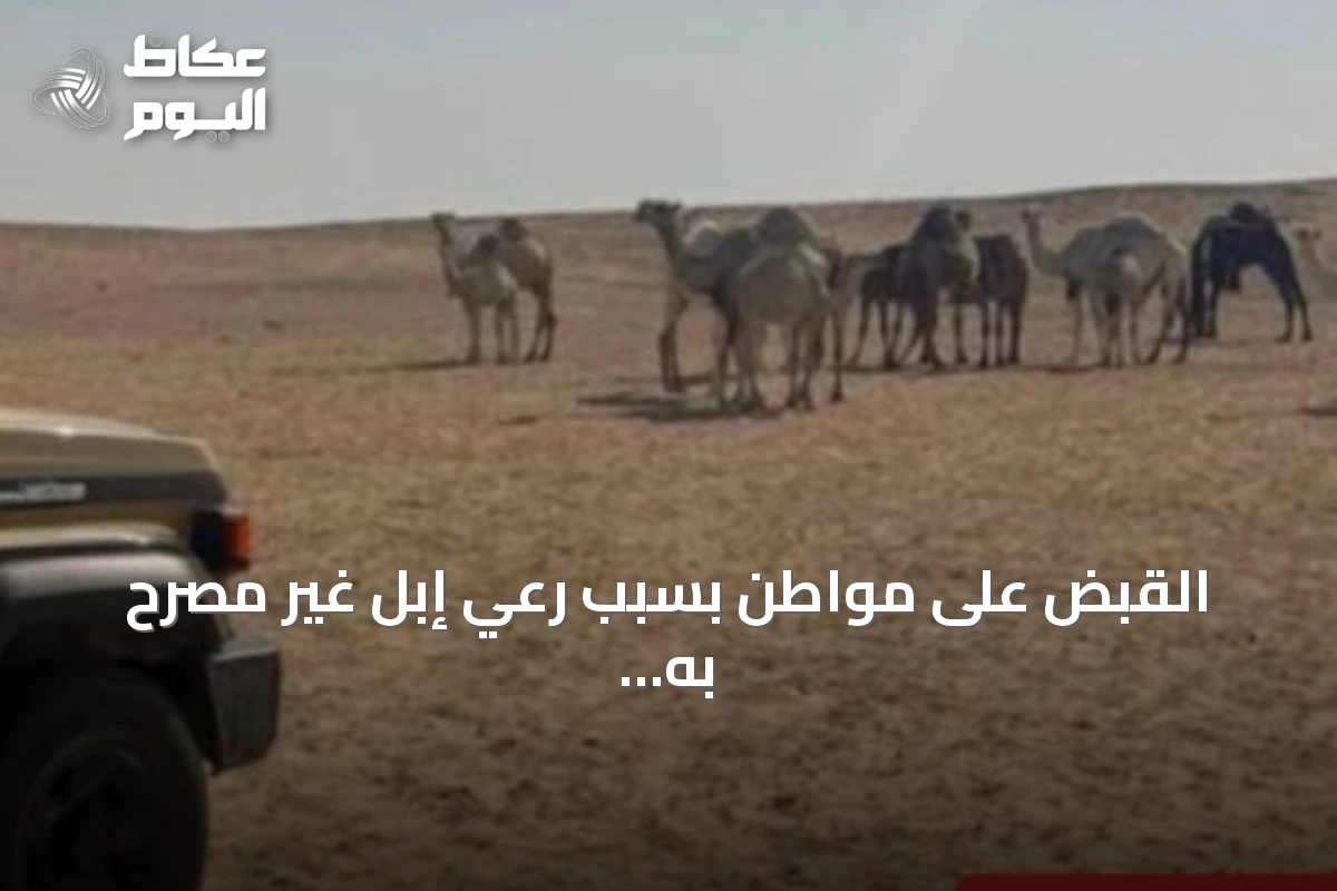 القبض على مواطن بسبب رعي إبل غير مصرح به في محمية الملك عبدالعزيز