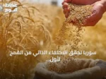 سوريا تحقق الاكتفاء الذاتي من القمح لأول مرة منذ سنوات