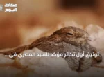 توثيق أول تكاثر مؤكد للسبد المصري في محمية الملك عبدالعزيز الملكية