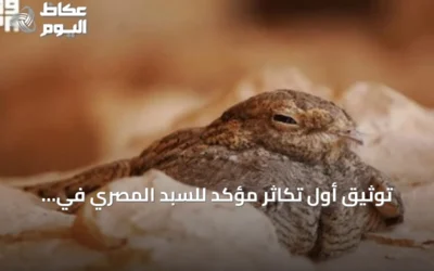 توثيق أول تكاثر مؤكد للسبد المصري في محمية الملك عبدالعزيز الملكية