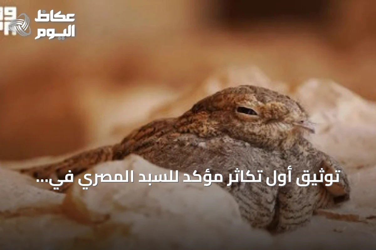 توثيق أول تكاثر مؤكد للسبد المصري في محمية الملك عبدالعزيز الملكية