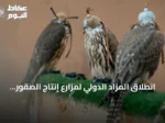 انطلاق المزاد الدولي لمزارع إنتاج الصقور 2026 بمشاركة نخبة من المنتجين في ملهم