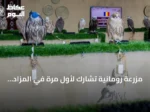 مزرعة رومانية تشارك لأول مرة في المزاد الدولي للصقور 2026 بأكثر من 120 صقراً