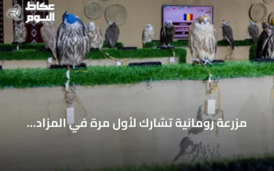 مزرعة رومانية تشارك لأول مرة في المزاد الدولي للصقور 2026 بأكثر من 120 صقراً