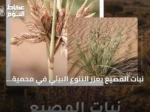 نبات المصيع يعزز التنوع البيئي في محمية الملك سلمان الملكية