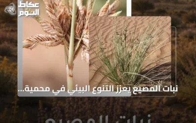 نبات المصيع يعزز التنوع البيئي في محمية الملك سلمان الملكية