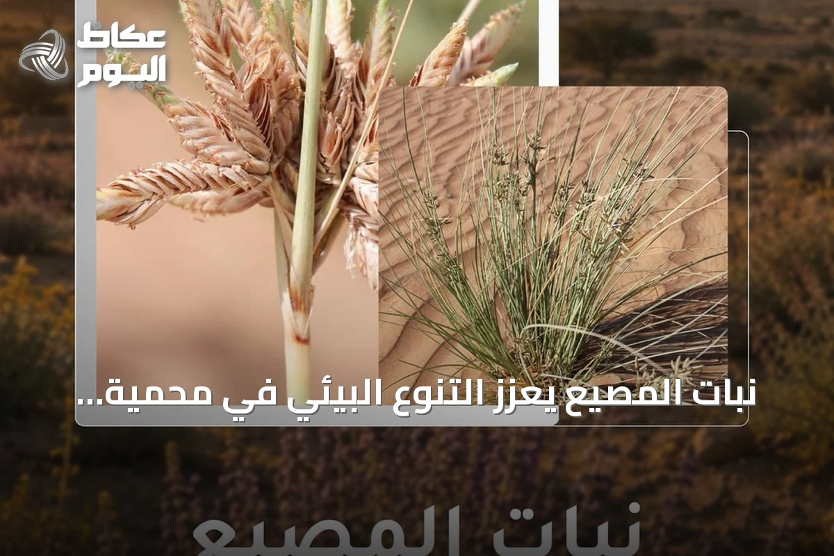نبات المصيع يعزز التنوع البيئي في محمية الملك سلمان الملكية