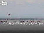 بحيرة الملح في تركيا.. حضانة طبيعية لآلاف فراخ طيور الفلامينغو
