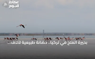 بحيرة الملح في تركيا.. حضانة طبيعية لآلاف فراخ طيور الفلامينغو