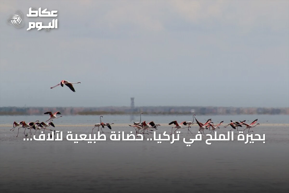بحيرة الملح في تركيا.. حضانة طبيعية لآلاف فراخ طيور الفلامينغو