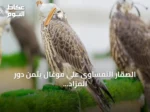 الصقار النمساوي علي موغال يثمن دور المزاد الدولي للصقور في ترسيخ ثقة المزارع الأوروبية