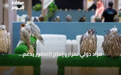 مزاد دولي لمزارع إنتاج الصقور يدعم الاقتصاد المحلي ويوسع فرص الاستثمار